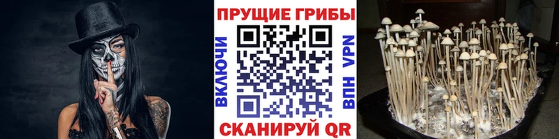 Галлюциногенные грибы ЛСД  Зима 
